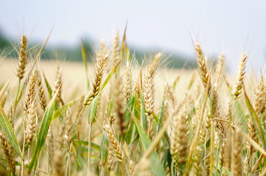 Imprenditrici agricole