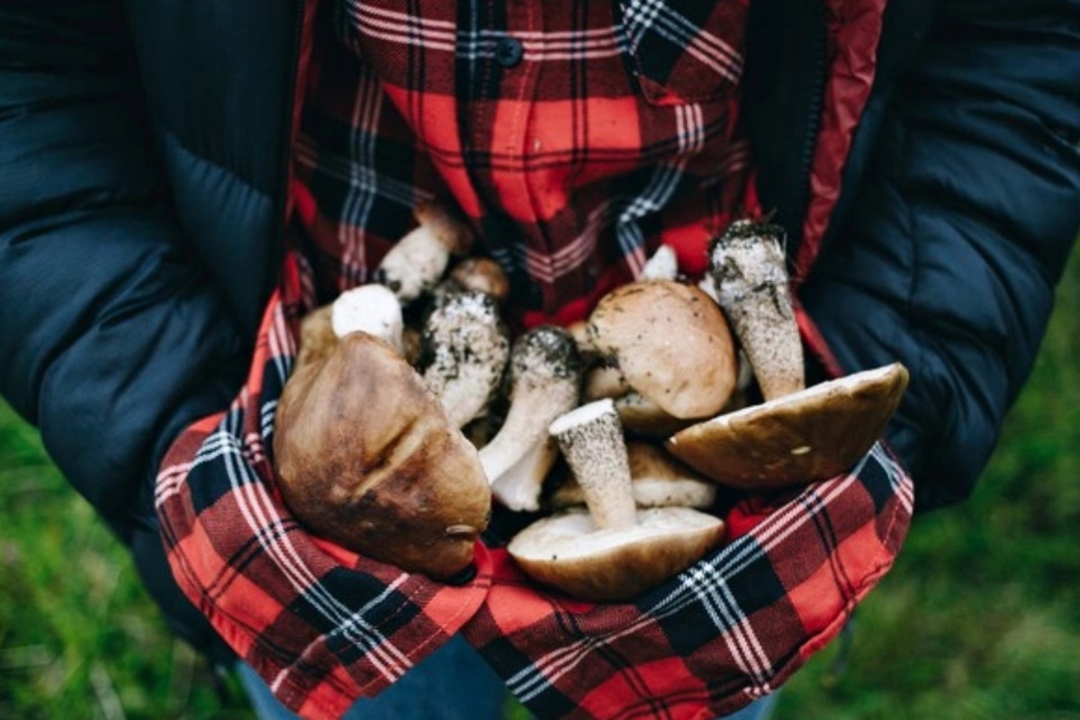 Funghi