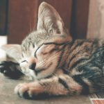 gatto