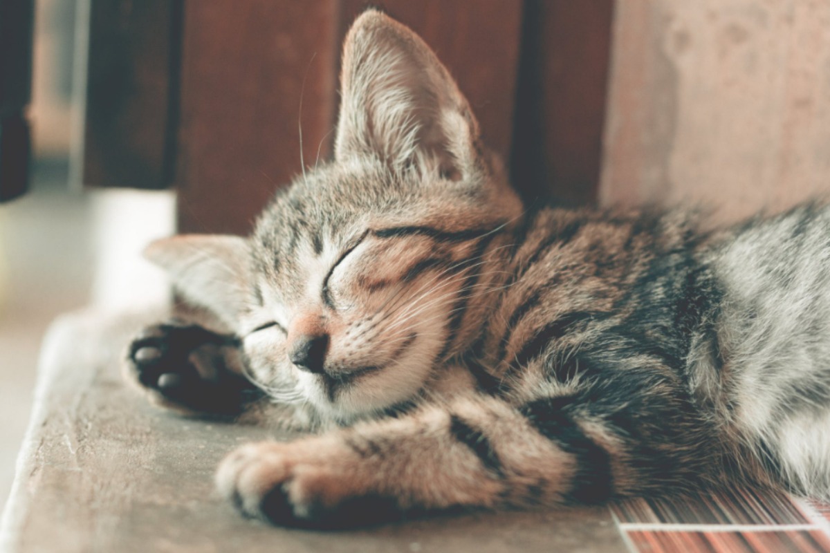 gatto
