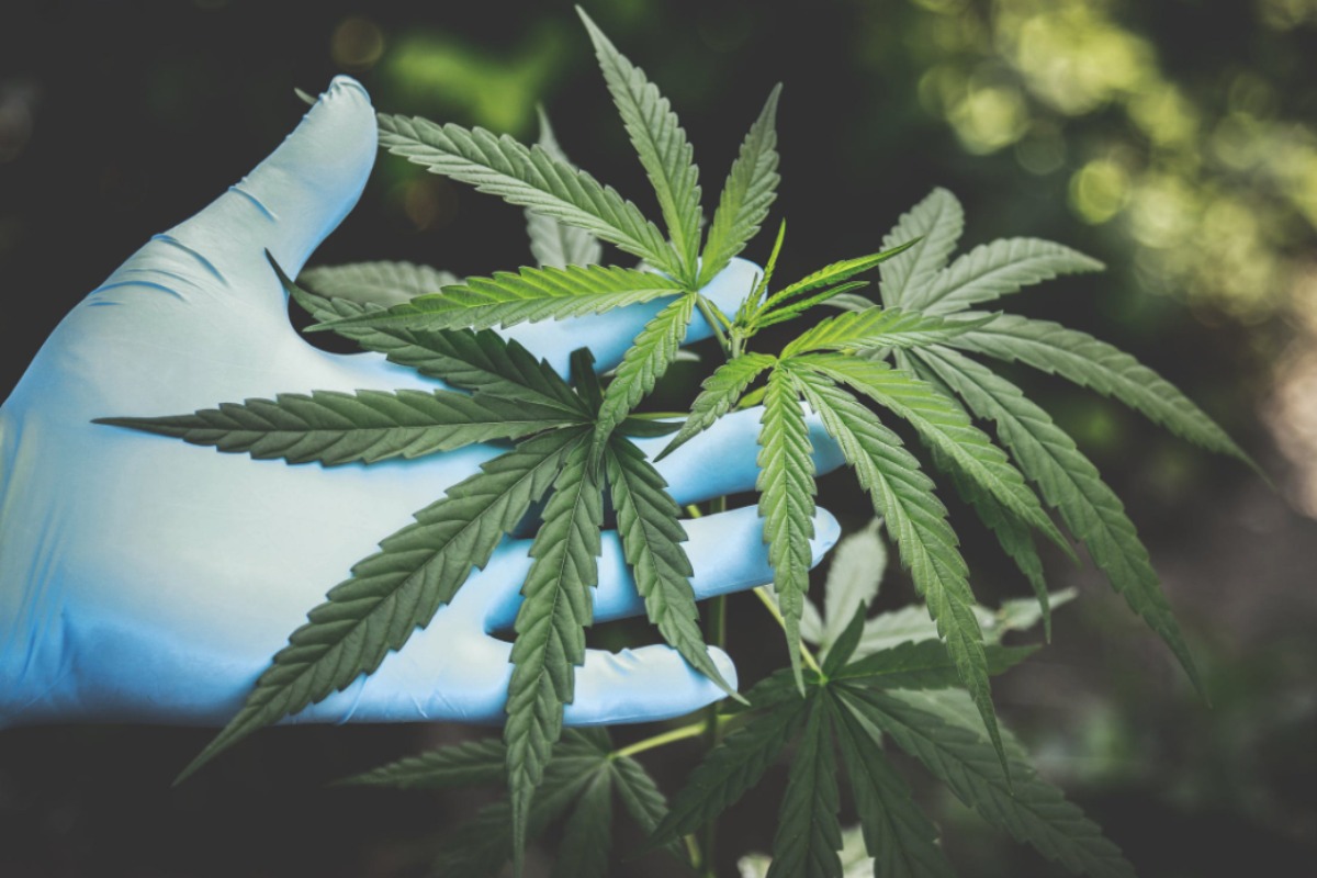 cannabis