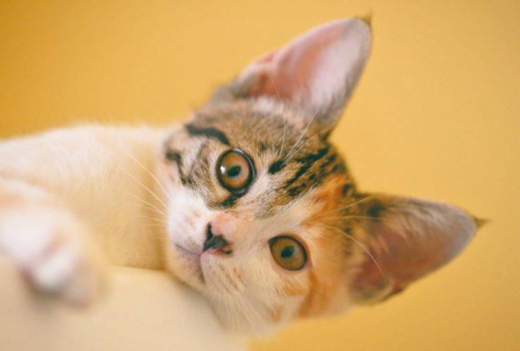 festa del gatto