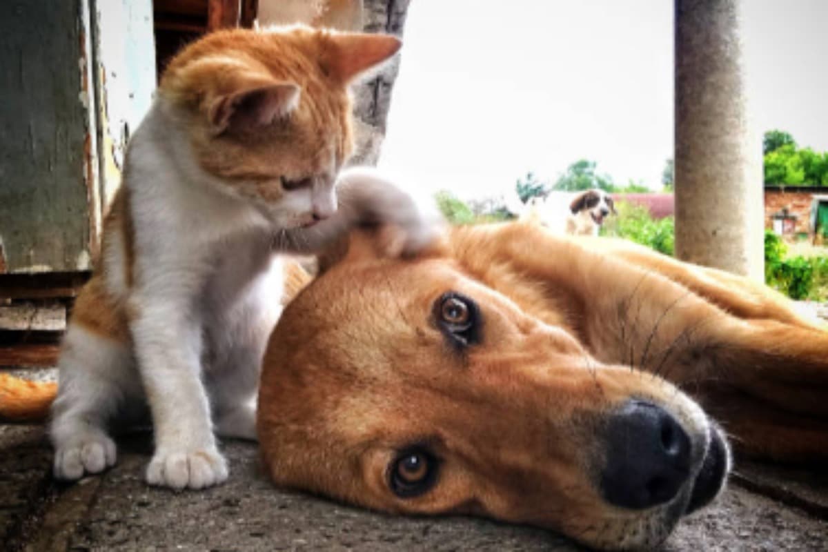 cani e gatti